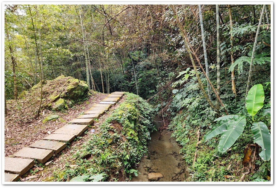 南投縣鹿谷鄉小半天【長源圳生態步道、孟宗竹林古戰場】竹林漫步