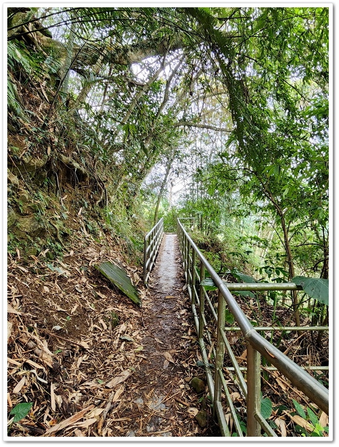 南投縣鹿谷鄉小半天【長源圳生態步道、孟宗竹林古戰場】竹林漫步