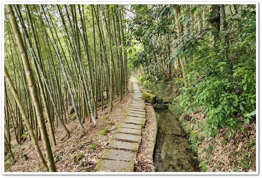 南投縣鹿谷鄉小半天【長源圳生態步道、孟宗竹林古戰場】竹林漫步