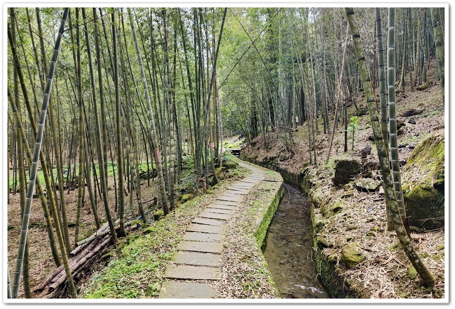 南投縣鹿谷鄉小半天【長源圳生態步道、孟宗竹林古戰場】竹林漫步