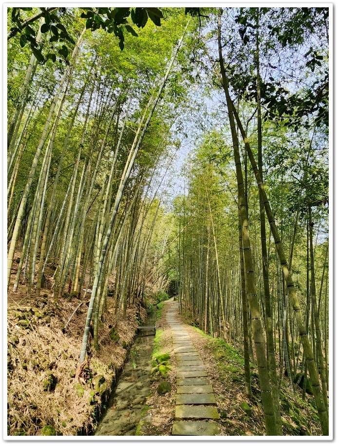 南投縣鹿谷鄉小半天【長源圳生態步道、孟宗竹林古戰場】竹林漫步