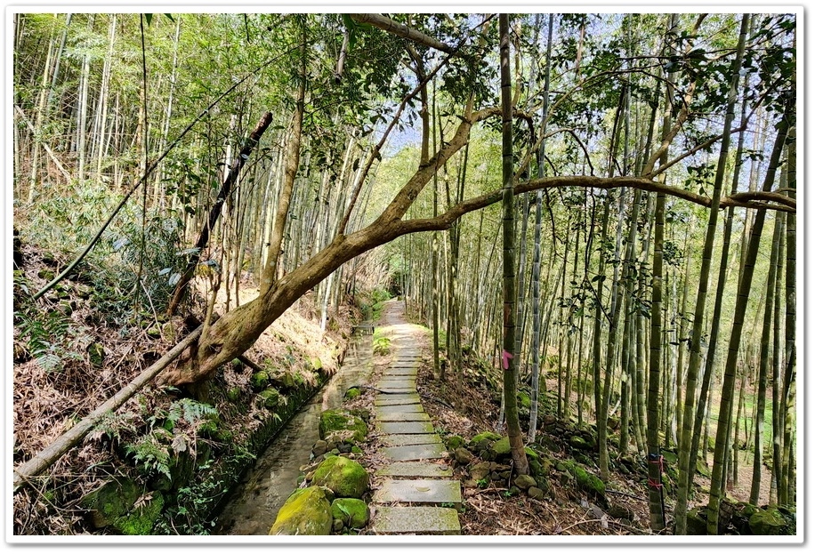 南投縣鹿谷鄉小半天【長源圳生態步道、孟宗竹林古戰場】竹林漫步