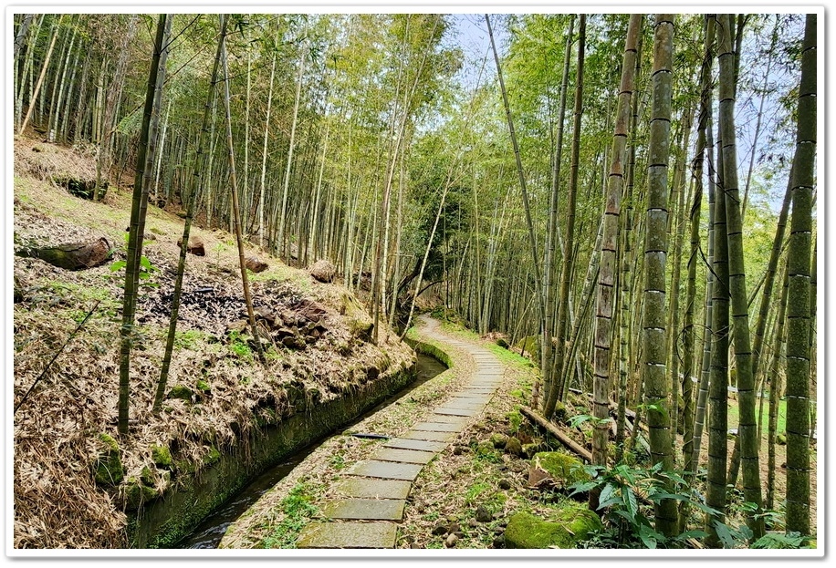 南投縣鹿谷鄉小半天【長源圳生態步道、孟宗竹林古戰場】竹林漫步
