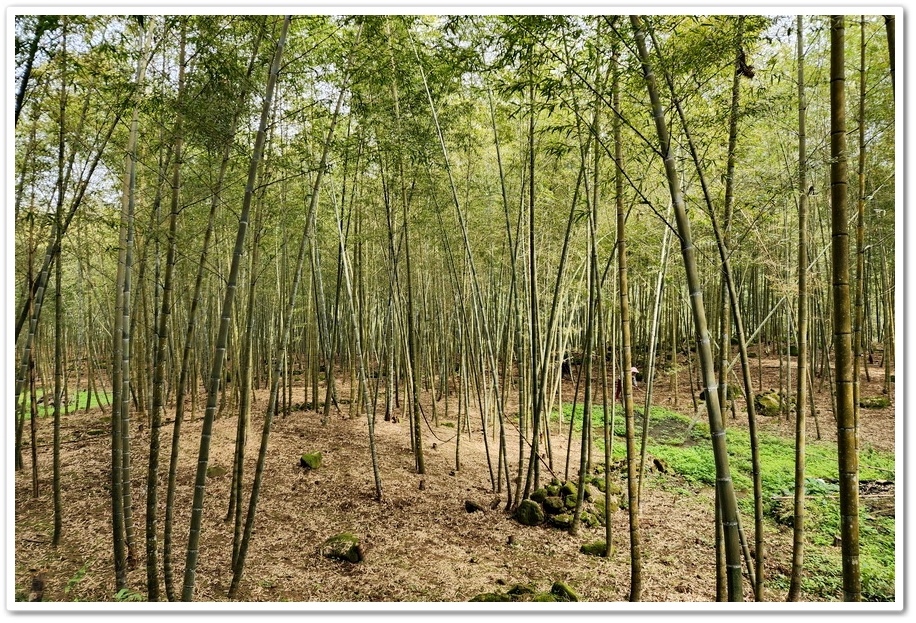 南投縣鹿谷鄉小半天【長源圳生態步道、孟宗竹林古戰場】竹林漫步