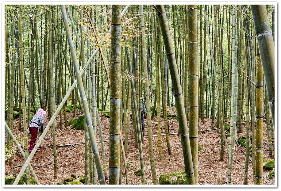 南投縣鹿谷鄉小半天【長源圳生態步道、孟宗竹林古戰場】竹林漫步