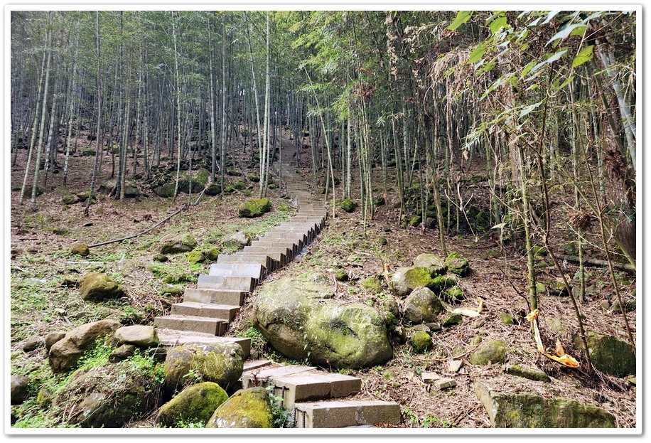 南投縣鹿谷鄉小半天【長源圳生態步道、孟宗竹林古戰場】竹林漫步