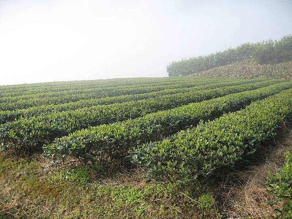 大舌湖山O型