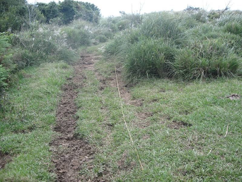 登峰圳 內雙溪古道 北五指山 荷蘭古道 O型