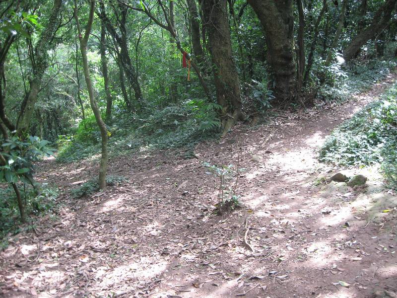 登峰圳 內雙溪古道 北五指山 荷蘭古道 O型