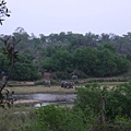 P1040847.JPG 克魯格國家公園 (Kruger National Park)  非洲象（學名：Loxodonta）五霸之首