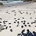 IMG_3149.jpg 黑腳企鵝（學名：Spheniscus demersus），又名非洲企鵝、斑嘴環企鵝或公驢企鵝