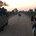 IMG_2953.jpg  克魯格國家公園  Kruger National Park 兩次清晨四點半出發的狩獵活動，另兩次則是傍晚與夜間，每次時間大約3小時．黑犀牛(Diceros bicornis)五霸之一