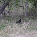 P1050017.JPG  紅臉地犀鳥（學名Bucorvus leadbeateri）是犀鳥科中體型最大的。