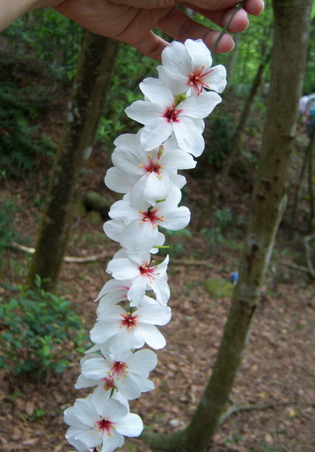 賞油桐花去 娸娸的廚房筆記 痞客邦 賞油桐花去 娸娸的廚房筆記 痞客邦