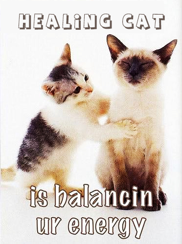 healing cat.png healing cat.png