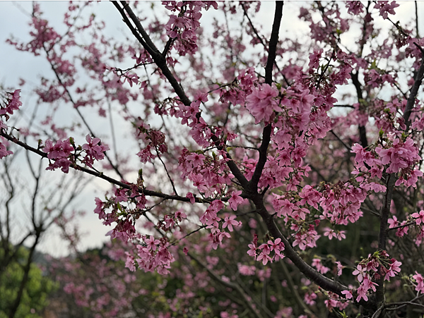 【肉瘤不要鬧】回診秒變俗辣｜跟蔡醫師報告我有去和信，他回我這