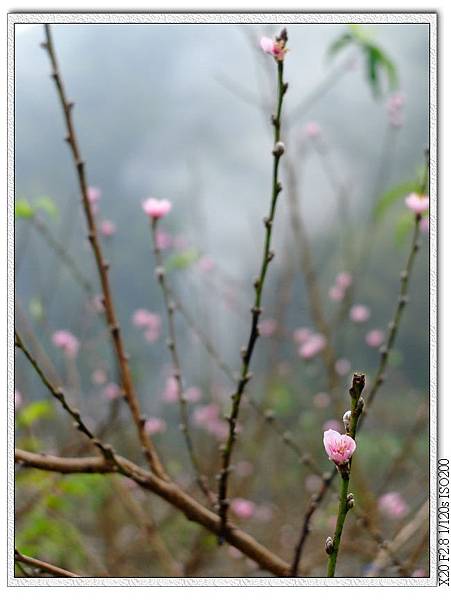 水蜜桃花...吧