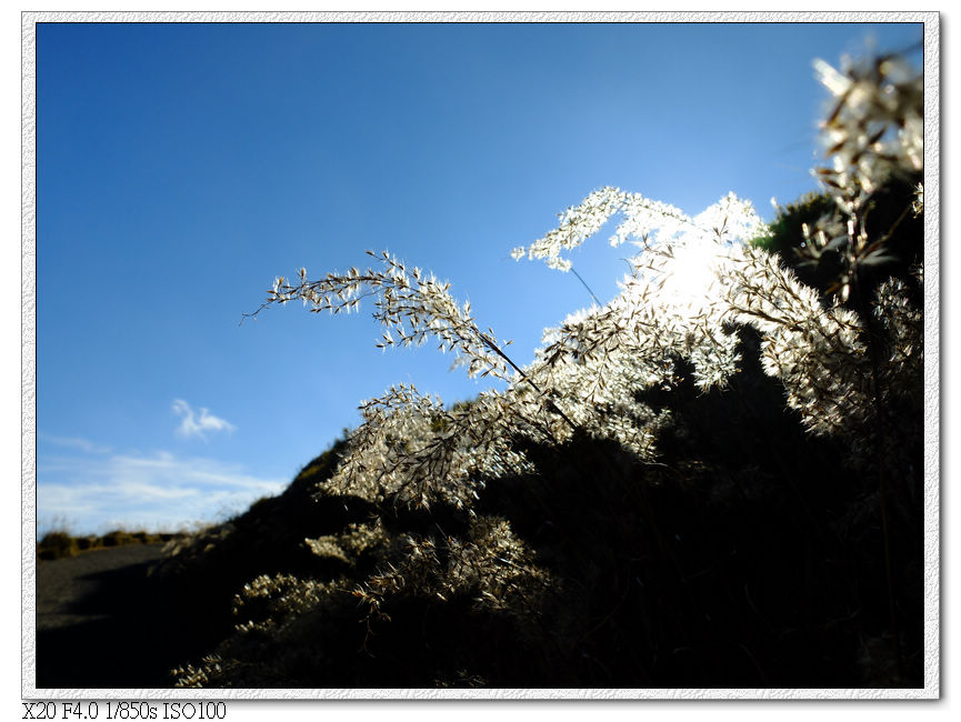 主峰步道旁芒花