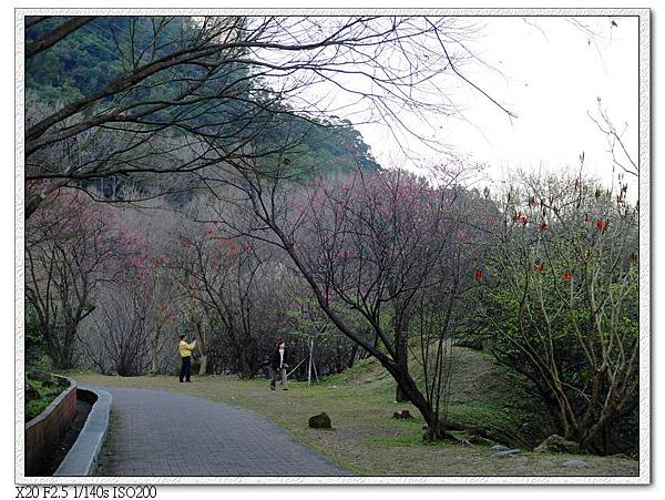 石門水庫-槭林公園