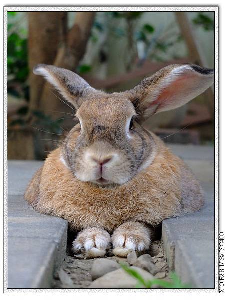 兔兔窩