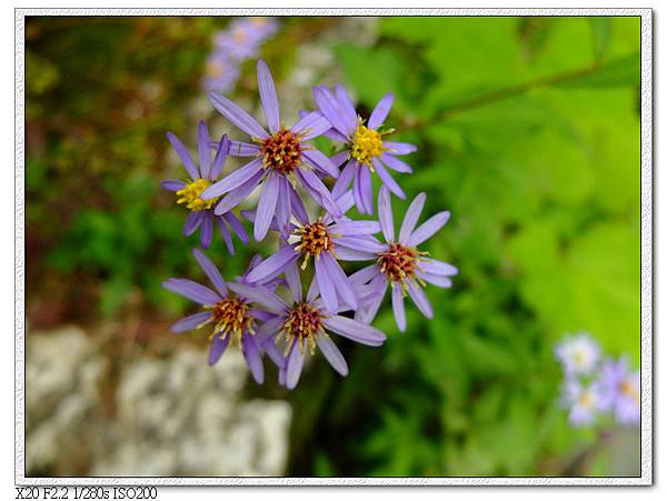 路邊小花