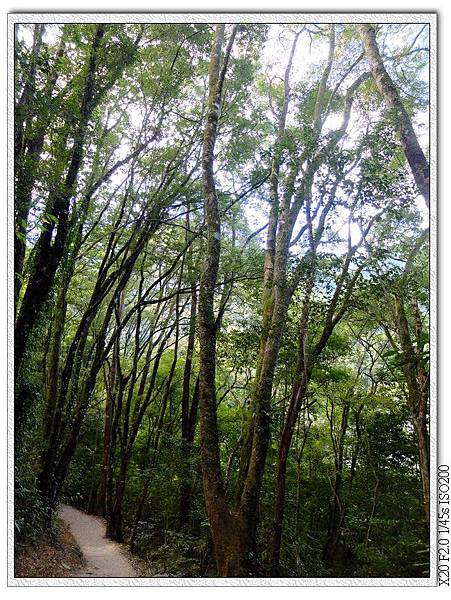 奧萬大賞鳥步道