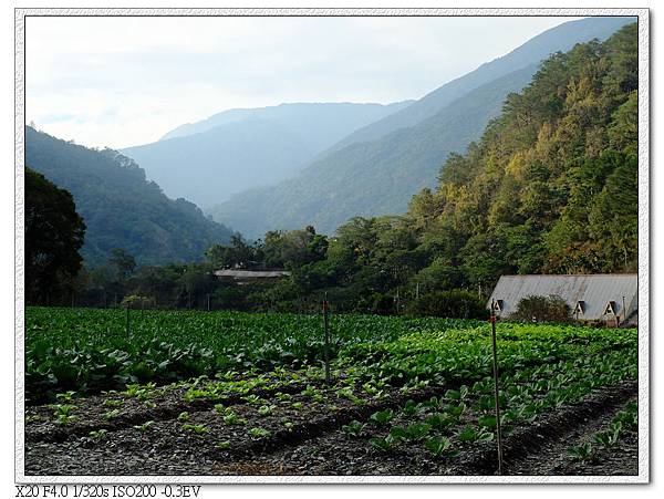 路邊菜園