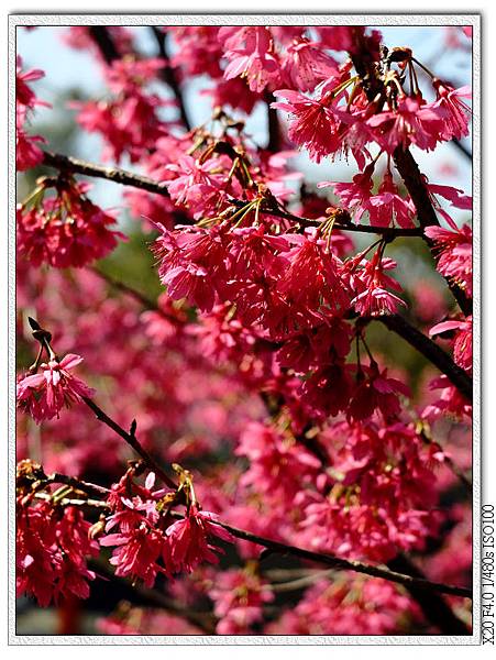 櫻花園步道