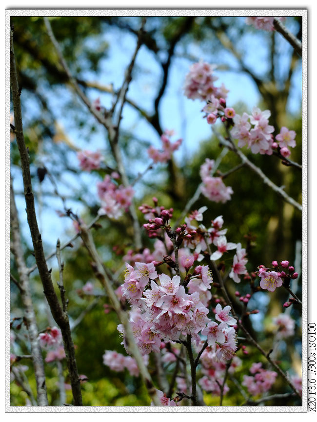 櫻花園步道