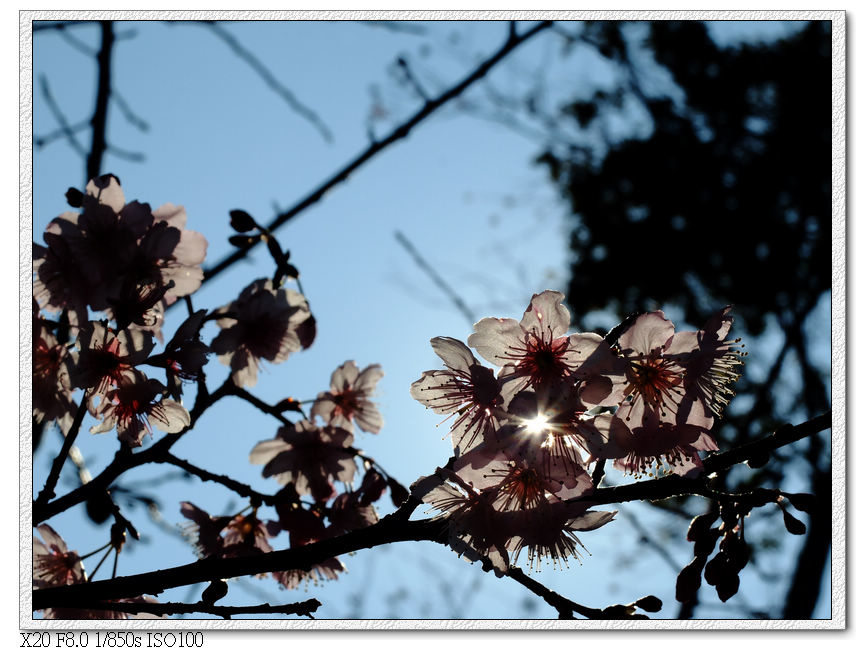 櫻花園步道