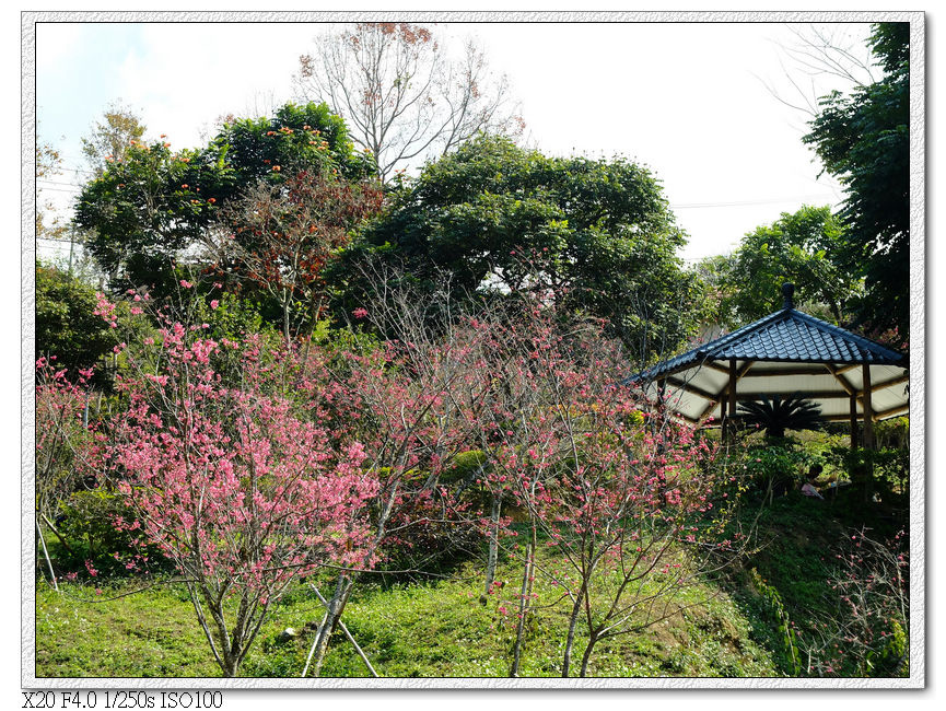 櫻花園步道