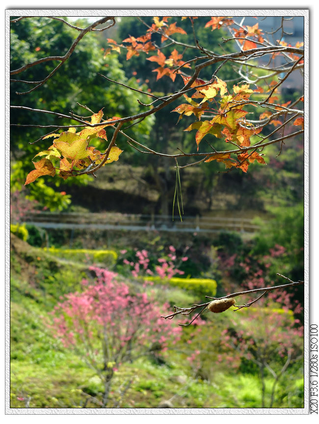 櫻花園步道.楓葉