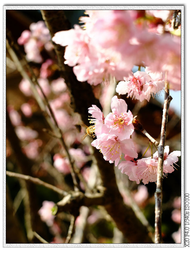 櫻花園步道