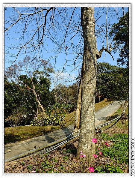 櫻花園步道