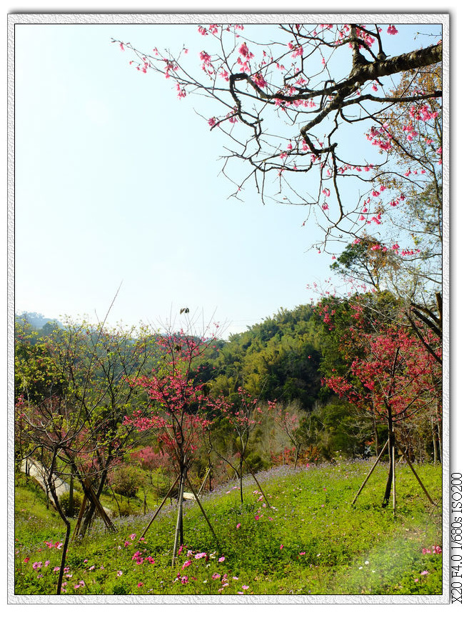 櫻花園步道