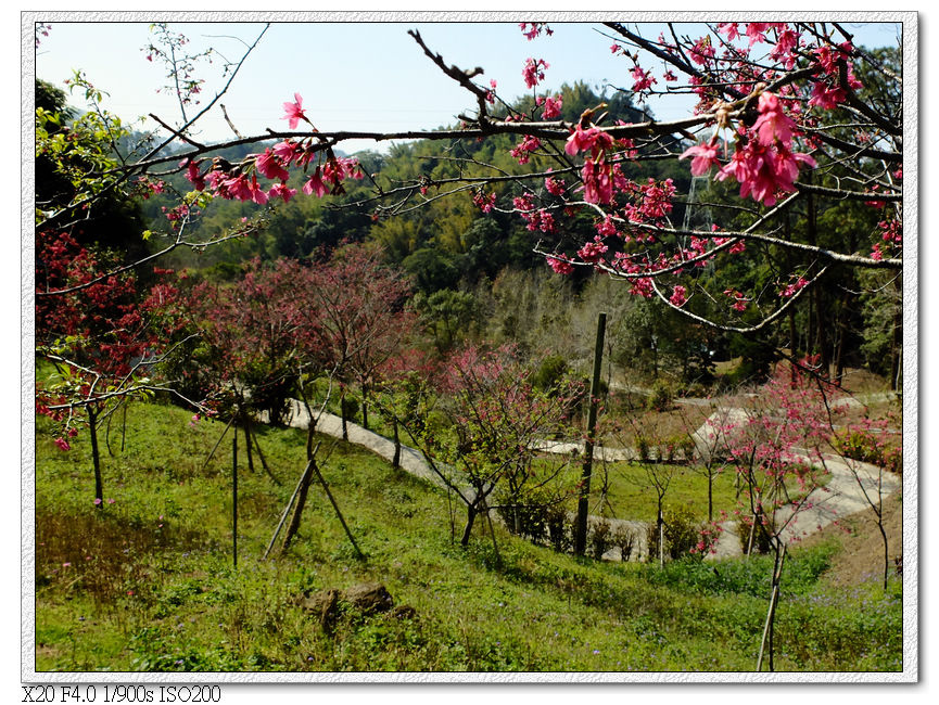 櫻花園步道