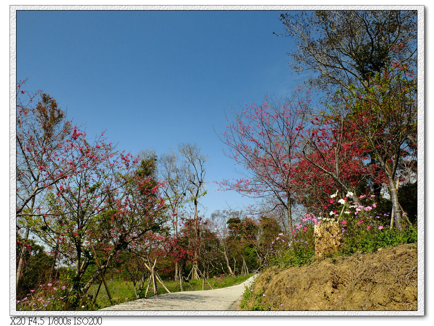 櫻花園步道