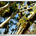 櫻花園步道.桂花