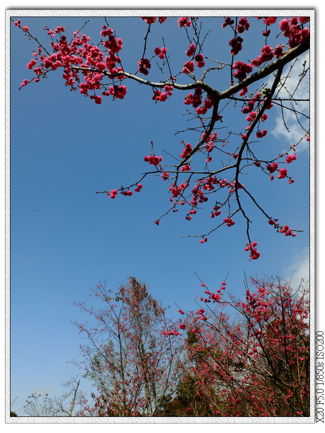 櫻花園步道