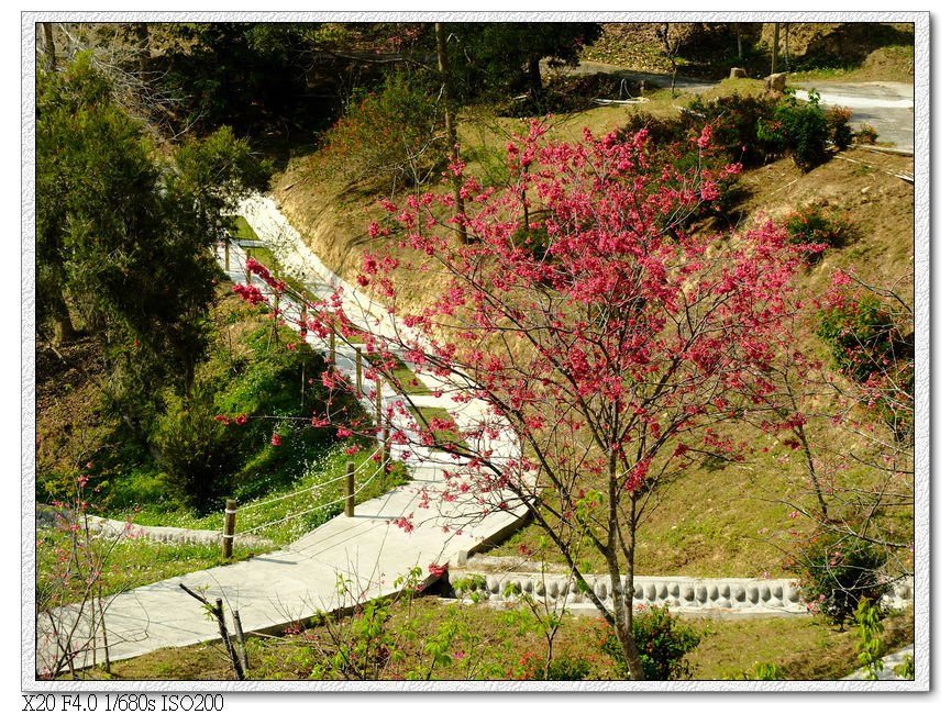 櫻花園步道