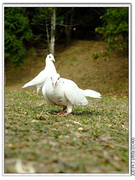 白鴿草地的白鴿