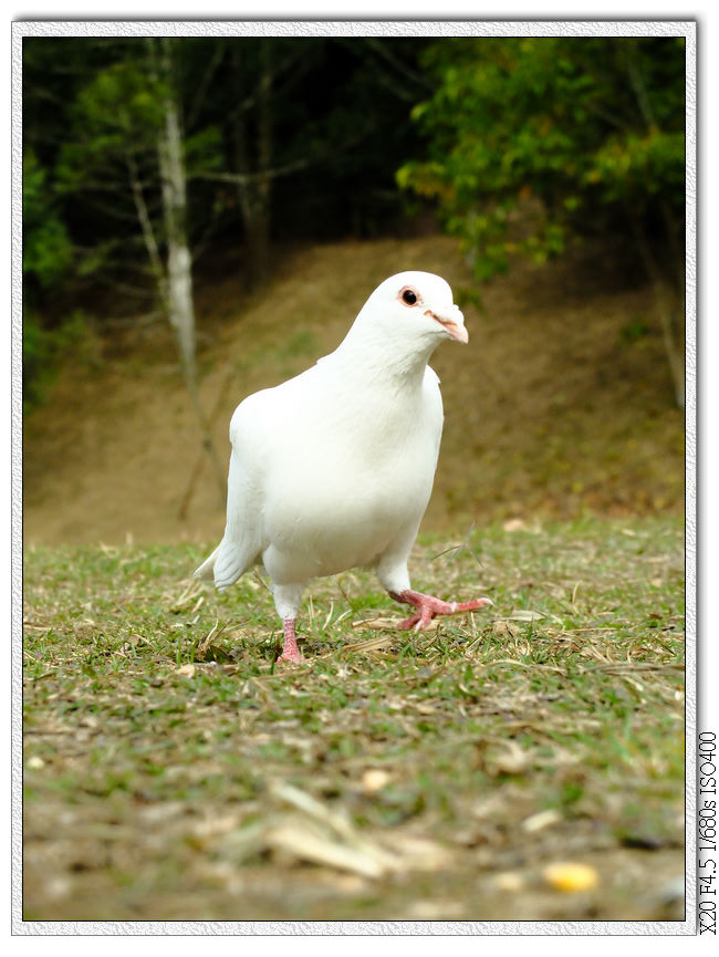 白鴿草地的白鴿