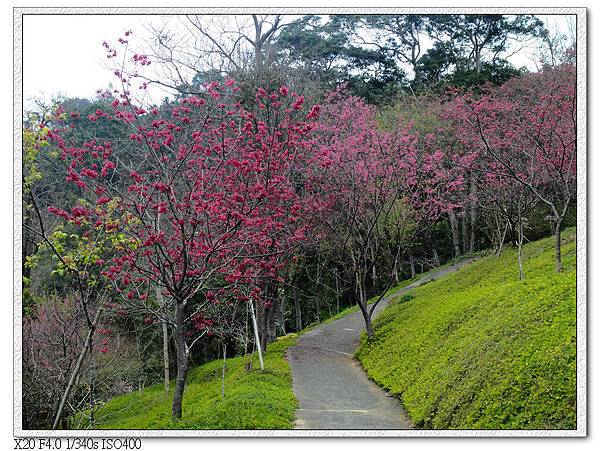 民俗公園後方園區.櫻花林