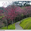 民俗公園後方園區.櫻花林