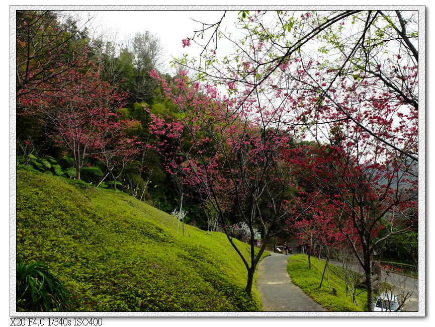 民俗公園後方園區.櫻花林