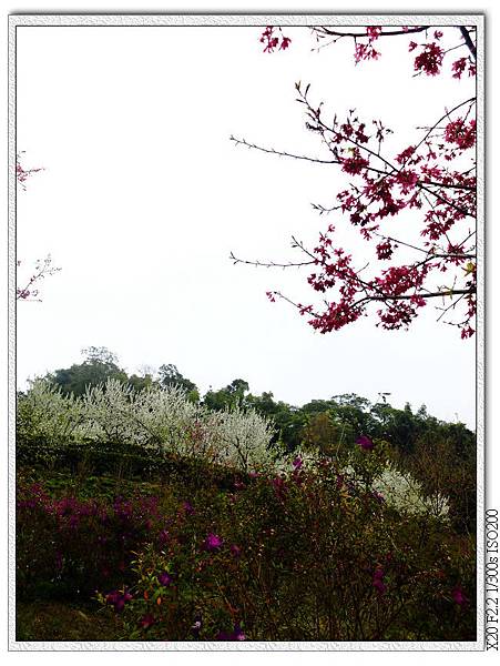 民俗公園後方園區.李花林