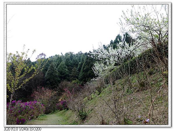 民俗公園後方園區.李花林