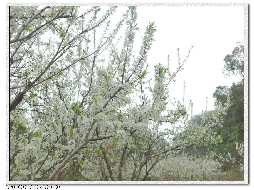 民俗公園後方園區.李花林