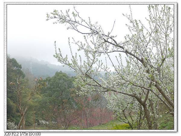 民俗公園後方園區.李花林