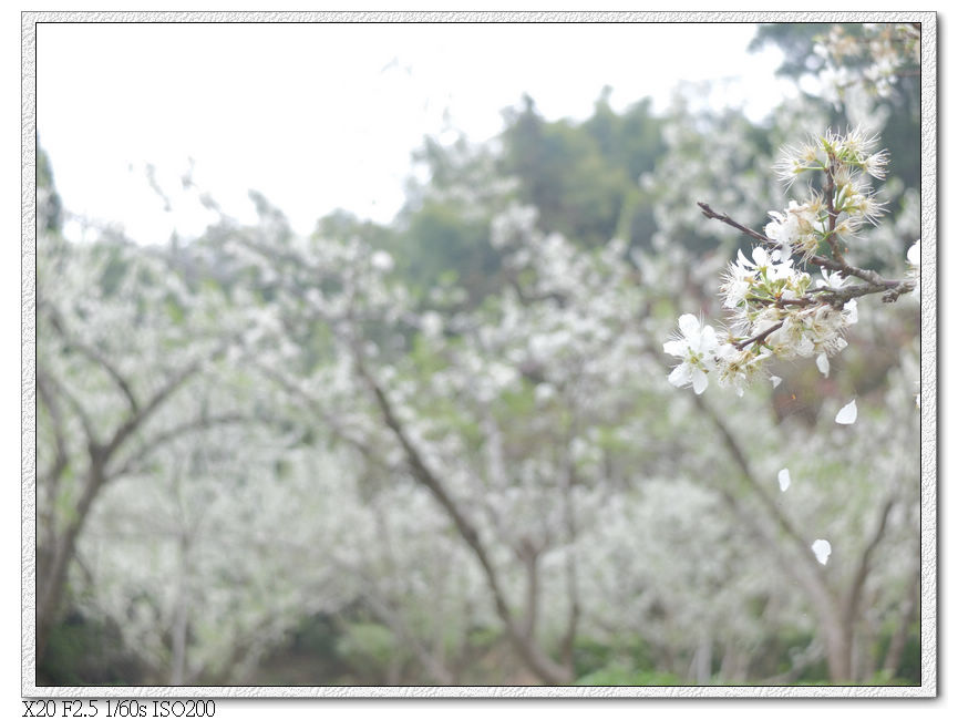 民俗公園後方園區.李花林